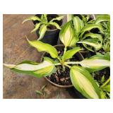 Lot of (10) Hosta - Cool as a Cucumber #1 Pot