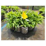 Lot of (10) Hosta - Lance-leafed #1 Grow Bag