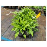 Lot of (10) Hosta - Lance-leafed #1 Grow Bag