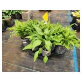 Lot of (10) Hosta - Lance-leafed #1 Grow Bag