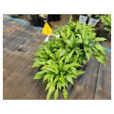 Lot of (10) Hosta - Lance-leafed #1 Grow Bag
