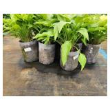 Lot of (10) Hosta - Lance-leafed #1 Grow Bag