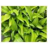 Lot of (10) Hosta - Lance-leafed #1 Grow Bag