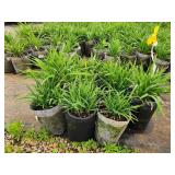 Lot of (10) Daylily - Happy Ever Appster - Rosy Returns #1 Grow Bag