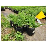 Lot of (10) Daylily - Purple de Oro #1 Grow Bag
