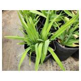 Lot of (10) Daylily - Purple de Oro #1 Grow Bag