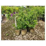 Lot of (5) Currant - Alpine #2 Grow Bag