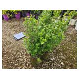 Lot of (5) Currant - Alpine #2 Grow Bag