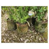 Lot of (5) Currant - Alpine #2 Grow Bag