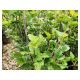 Lot of (5) Currant - Alpine #2 Grow Bag