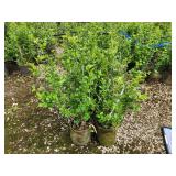 Lot of (5) Currant - Alpine #2 Grow Bag