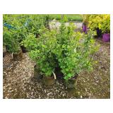 Lot of (5) Currant - Alpine #2 Grow Bag