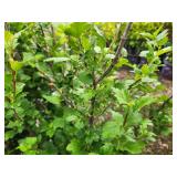 Lot of (5) Currant - Alpine #2 Grow Bag