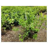 Lot of (5) Dogwood - Buds Yellow #2 Grow Bag