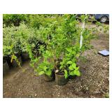 Lot of (5) Dogwood - Buds Yellow #2 Grow Bag