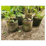 Lot of (5) Dogwood - Buds Yellow #2 Grow Bag