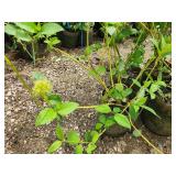Lot of (5) Dogwood - Buds Yellow #2 Grow Bag