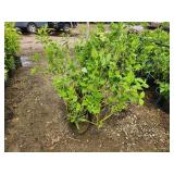 Lot of (5) Dogwood - Buds Yellow #2 Grow Bag