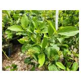 Lot of (5) Dogwood - Buds Yellow #2 Grow Bag