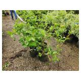 Lot of (5) Dogwood - Buds Yellow #2 Grow Bag