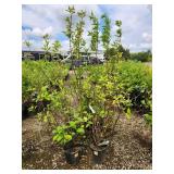 Lot of (5) Dogwood - Red Twig #5 Pot