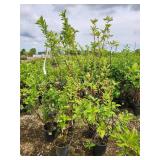 Lot of (5) Dogwood - Red Twig #5 Pot