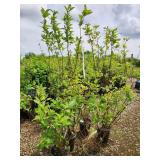 Lot of (5) Dogwood - Red Twig #5 Pot