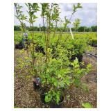 Lot of (5) Dogwood - Red Twig #5 Pot