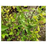 Lot of (2) Hydrangea - Little Quick Fire - Proven Winners #3 Pot