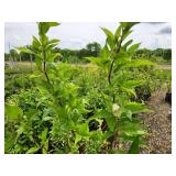 Lot of (2) Hydrangea - Little Quick Fire - Proven Winners #3 Pot