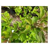 Lot of (5) Dogwood - Red Twig #2 Grow Bag