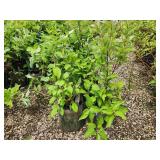 Lot of (5) Dogwood - Red Twig #2 Grow Bag