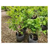 Lot of (5) Dogwood - Red Twig #2 Grow Bag