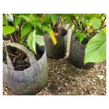 Lot of (5) Dogwood - Red Twig #2 Grow Bag