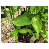 Lot of (5) Dogwood - Red Twig #2 Grow Bag