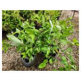 Lot of (5) Dogwood - Red Twig #2 Grow Bag