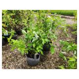 Lot of (5) Dogwood - Red Twig #2 Grow Bag