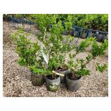 Lot of (5) Forsythia - Northern Gold #2 Grow Bag