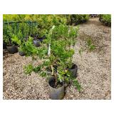 Lot of (5) Forsythia - Northern Gold #2 Grow Bag