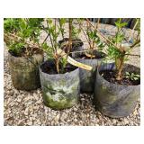 Lot of (5) Forsythia - Northern Gold #2 Grow Bag