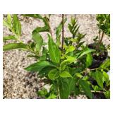 Lot of (5) Forsythia - Northern Gold #2 Grow Bag