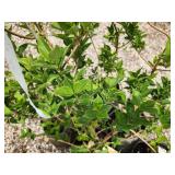 Lot of (5) Forsythia - Northern Gold #2 Grow Bag