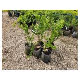 Lot of (5) Forsythia - Northern Gold #2 Grow Bag
