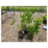 Lot of (5) Forsythia - Northern Gold #2 Grow Bag