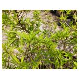 Lot of (2) Forsythia - Gold Tide #5 Grow Bag