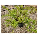 Lot of (2) Forsythia - Gold Tide #5 Grow Bag