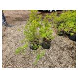 Lot of (2) Forsythia - Gold Tide #5 Grow Bag