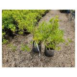 Lot of (2) Forsythia - Gold Tide #5 Grow Bag