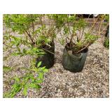 Lot of (2) Forsythia - Gold Tide #5 Grow Bag