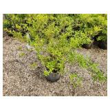 Lot of (2) Forsythia - Gold Tide #5 Grow Bag